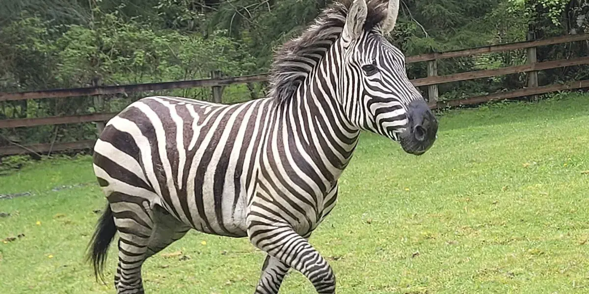 Social-media sensation 'Shug' the zebra is recaptured after evading a rodeo clown and horse trainers to spend nearly a week on the run