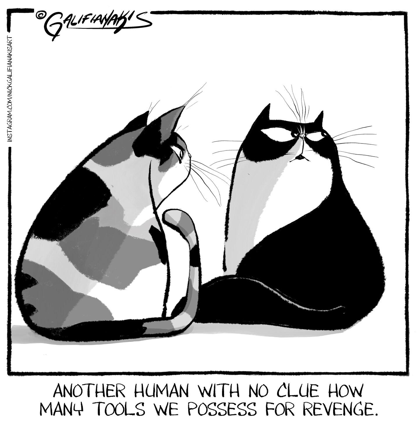Carolyn Hax: Roommate’s boyfriend is a jerk to the cat. What to do?